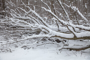 Fallen trees and tangled branches covered with snow in a winter forest. Natural forest damage after harsh weather, showing the raw power of nature and seasonal change