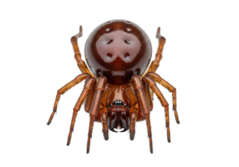 Ultra-macro close-up of a brown spider with an iridescent abdomen and segmented legs, stationary on a sterile white background with diffused lighting, precise scientific entomological analysis