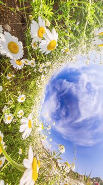 Bright Daisy Field Tiny Planet Effect Unwraps into Beautiful Summer Sky Vertical video