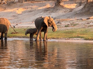 Wild elephants with young at the edge of a river drinking water © Bethany