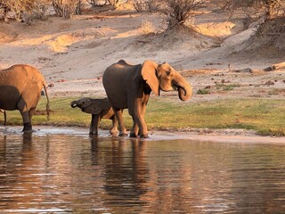 Mother elephant leading babies along the water © Bethany