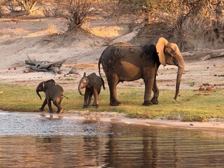 Elephant family with calves playing on the riverbank © Bethany