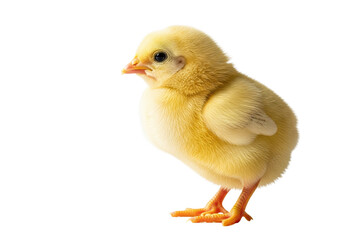 Obraz premium a vulnerable newborn chick with rich yellow downy feathers stands in full profile against a seamless high-key white studio background, conveying new life and purity concept