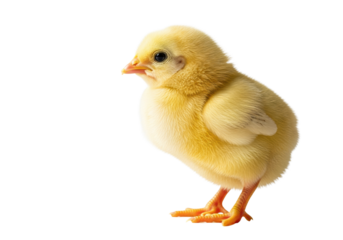 a vulnerable newborn chick with rich yellow downy feathers stands in full profile against a seamless high-key white studio background, conveying new life and purity concept