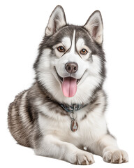 Husky dog with a friendly expression on a white background