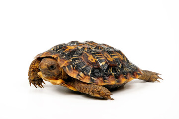 junge Spaltenschildkr&ouml;te // juvenile Pancake tortoise  (Malacochersus tornierii)