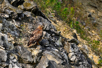 Obraz premium Long-legged buzzard // Adlerbussard (Buteo rufinus) - Danube Delta, Romania