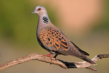 a beautiful european turtle dove in spain