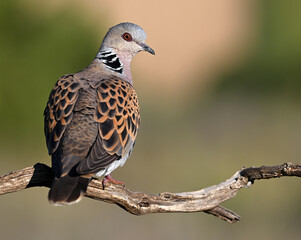 a beautiful european turtle dove in spain