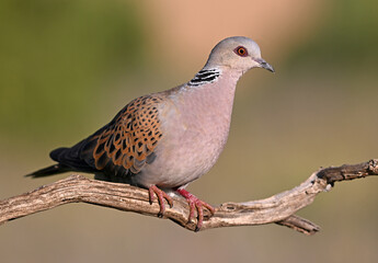 a beautiful european turtle dove in spain