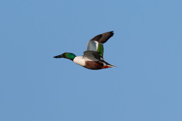 Colorful male Northern shoveler flying in beautiful light, seen in the wild in North California