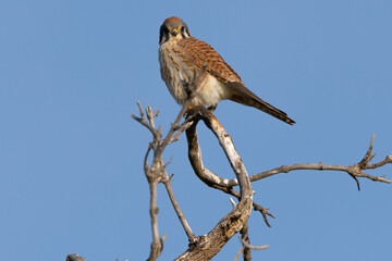 Close view of a male American kestrel perched, seen in the wild in North California