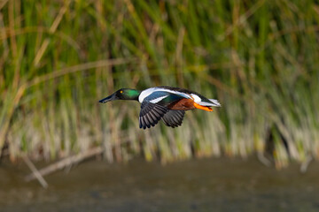 Colorful male Northern shoveler flying in beautiful light, seen in the wild in North California