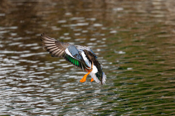 Colorful male Northern shoveler landing in beautiful light, seen in the wild in North California