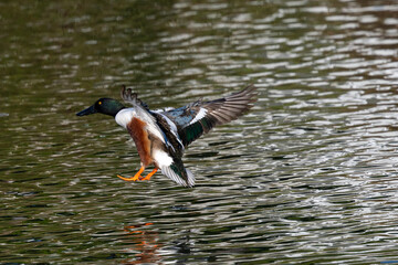 Colorful male Northern shoveler landing in beautiful light, seen in the wild in North California