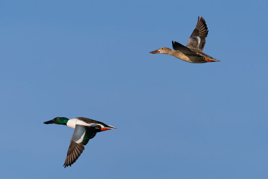 Male and female Northern shovelers flying in beautiful light, seen in the wild in North California