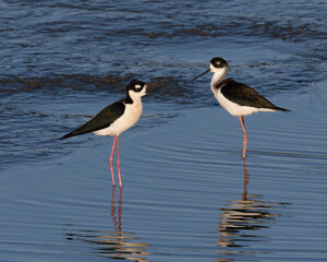 A couple of black-necked stilts, seen in a North California marsh 