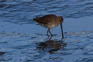Lesser yellowlegs in the wild, seen in a North California marsh