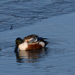 Colorful male Northern shoveler in beautiful light, seen in the wild in North California