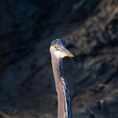 Great blue heron showing its tongue, seen in the wild in a North California marsh 