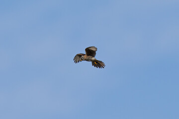 Male American kestrel flying, seen in the wild in North California