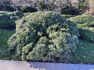 Pittosporum tobira (Japanese mock orange) evergreen shrub trimmed into rounded shape in a landscaped garden. Australian laurel, Japanese pittosporum, mock orange and Japanese cheesewood.