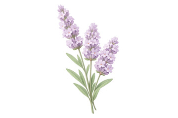 Obraz premium Lavender flowers creating a calming botanical illustration, highlighting blooming purple florets and delicate green leaves on a transparent background