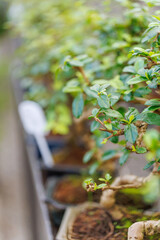 Obraz premium Row of bonsai trees in pots with green leaves and soft background in greenhouse