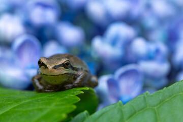 A tiny Pacific chorus frog rests on a hydrangea leaf with blurred blue hydrangea blossoms in the background
