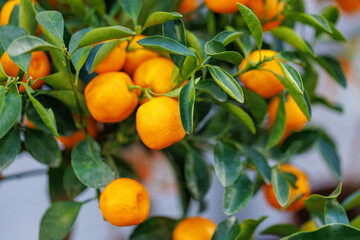 Close-up of ripe orange mandarins hanging on green citrus tree branches