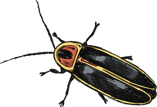 Firefly insect illustration of a lightning bug, isolated with clear background 