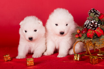 Christmas puppies. Samoyed puppies dogs on Christmas red background