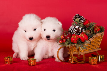 Christmas puppies. Samoyed puppies dogs on Christmas red background