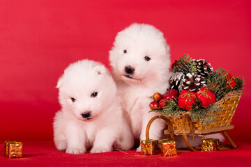 Christmas puppies. Samoyed puppies dogs on Christmas red background