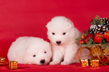 Christmas puppies. Samoyed puppies dogs on Christmas red background