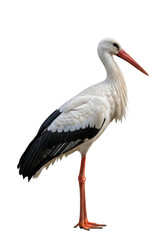 stately white stork displaying contrasting black wing feathers and bright orange anatomy stands static in a detailed profile against a transparent studio cyclorama. concept of natural grandeur