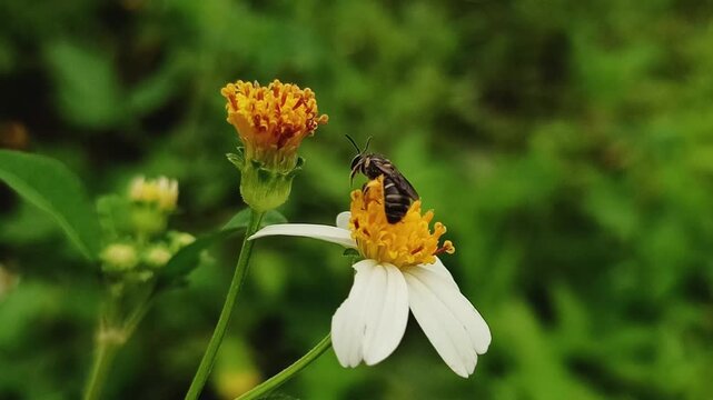 Easy-to-find paper wasp macro photography making nests on the surface of plant leaves