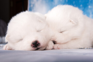 Two puppies. White fluffy small Samoyed puppies dogs are sleeping on blue background