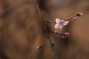fiori di pesco in primavera al tramonto