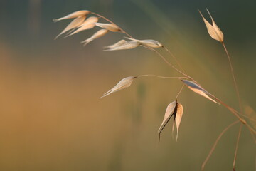 avena fatua in primavera al tramonto