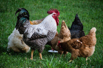 A rooster proudly stands guard over a group of feeding hens.  © Chris