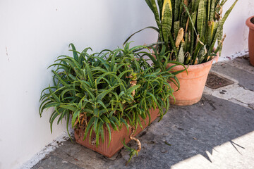 Aloe Vera leaves where growth in our house yard.