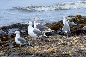 Seagulls gather on Russian seaweed, enjoying a peaceful shore moment