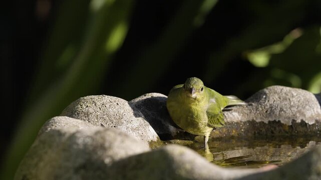 Female painted bunting bathing in slow motion at a birdbath in a natural garden, surrounded by lush green tones and dark schefflera leaves, serene backyard bird moment with calming atmosphere

