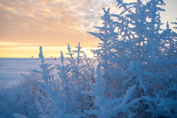 Winter sunset on the prairie