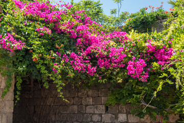 Vibrant bougainvillea flowers burst with pink hues, intertwined with delicate plumbago blooms