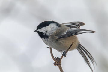 Black capped chickadee on a branch