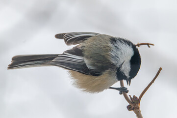 Black capped chickadee on a branch