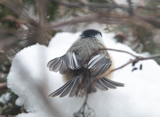 Black capped chickadee on a branch