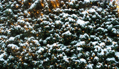 Christmas tree needles and shiny Christmas lights	